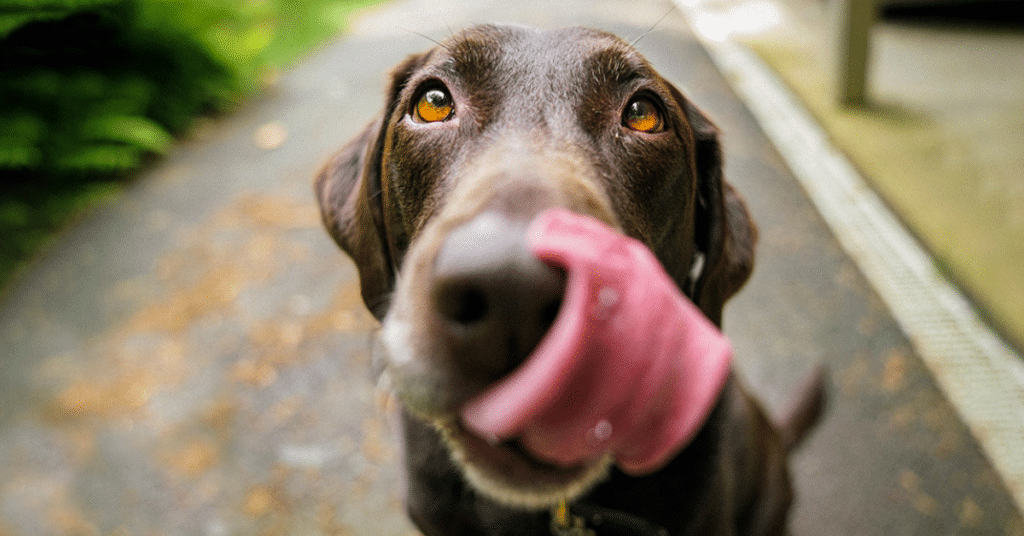 dog