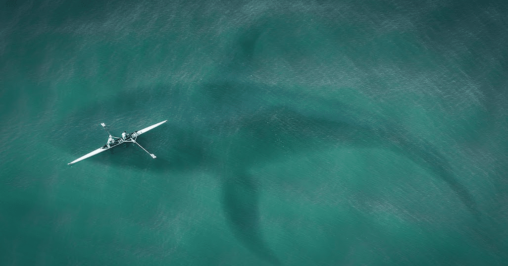 Data driven marketing analogy. A drone photograph of a kayaker paddling on a clear sea with the shadow of a very large shark added to look as though it's lurking underneath